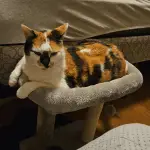 An image of a black, orange, and white cat