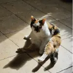 An image of a black, orange, and white cat