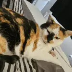 An image of a black, orange, and white cat