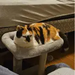 An image of a black, orange, and white cat