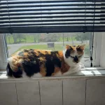 An image of a black, orange, and white cat