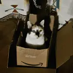 An image of a black, orange, and white cat