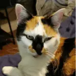 An image of a black, orange, and white cat