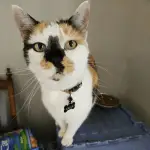An image of a black, orange, and white cat