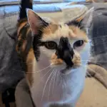 Photo of your pet used to train AI